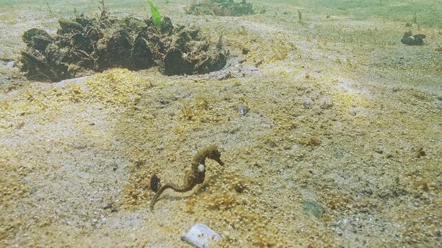 Seahorse on sandy bottom covered with golden-brown colors colony of microalgae produce and release gas bubbles into sea water. Seafloor covered with many small bubbles, silvering in evening light 