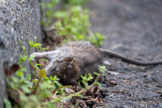 Dead rat urban pest and hygiene problem