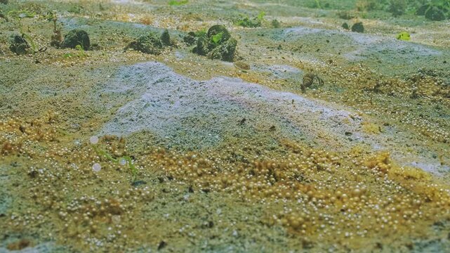 Close-up of hypereutrophic zone, sandy bottom covered with white mold-like spots and rusty-brown slimy coating with multitude of tiny gas bubbles by releasing it into water and silvering in sunshine