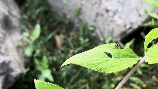 Close-up of a Jewel Beetle on a Green Leaf with a Rocky Garden Backdrop