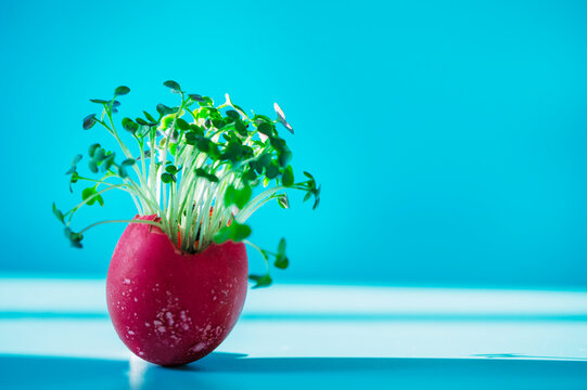 Fresh microgreen growing in red eggshell