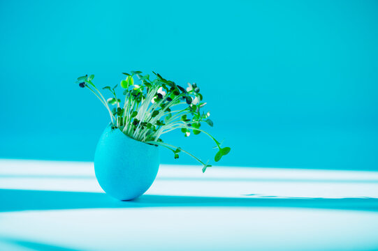 Fresh microgreen growing in a blue eggshell on blue background