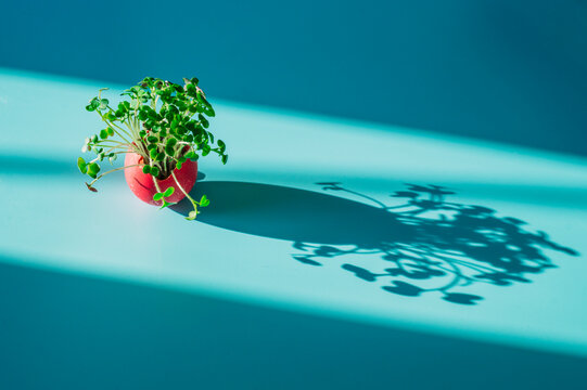 Fresh microgreen growing in a red eggshell on a blue background
