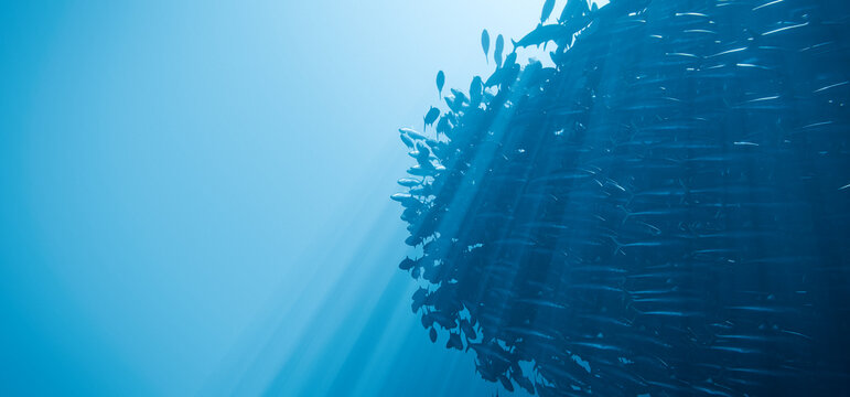 Sardine School Bait Ball Underwater Blue Ocean Fish Swarm, 3D Render