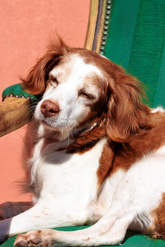 Adorable furry dog sleeping peacefully on a green chair