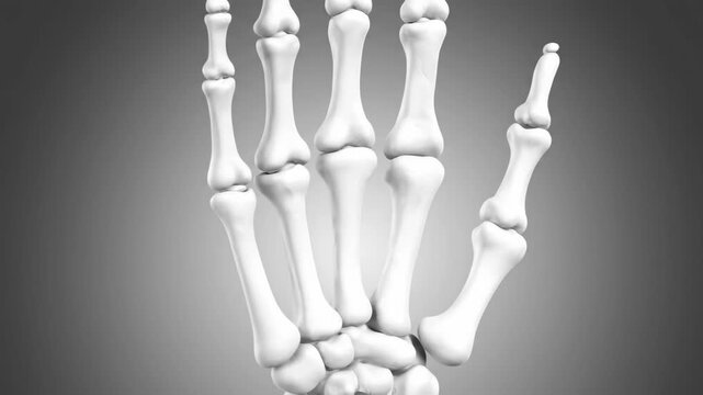 3D Human Hand Bone Structure Animation - Skeletal Anatomy Rotational View