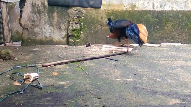 Profile view of A pair of exotic Crested Fireback pheasant in a captive setting, intensely looking at the ground as it forages for its daily mealworm feed