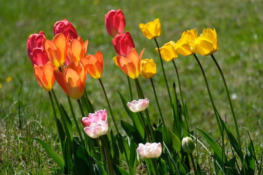 Tulips . Tulpen