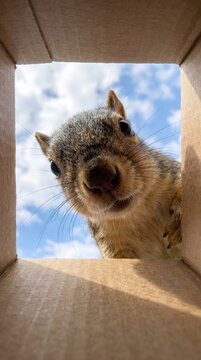 A squirrel looks down into a box, shot with a wide-angle lens. Its large nose and gentle eyes are set against a blue sky.