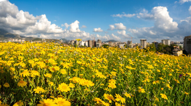 Panoramic nature landscape of a vibrant field filled with yellow daisies and wildflowers, with a modern city skyline and mountains in the distance under a cloudy blue sky.