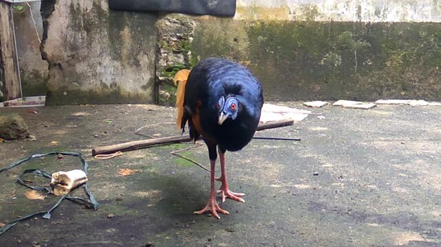 A detailed look at a male and female Crested Fireback pheasant as they forage for insects and mealworms on a hard surface