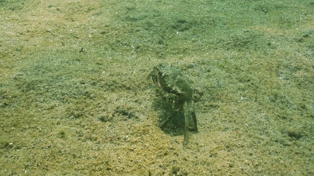 Slow motion of Mediterranean green crab runs along sandy seabed with thin film of colonial unicellular algae that produce tiny gas bubbles. Crab runs across sand leaving behind floating small bubbles