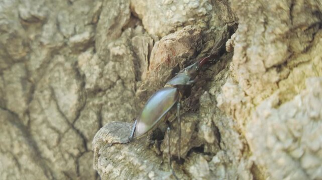 Close-up of Stag Beetle with big horns goes to hide in tree cavity. Male European Greater Stag Beetle (Lucanus cervus) with enlarged mandibles walks to hiding in hollow of an old tree.