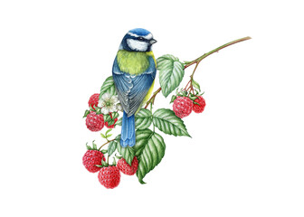 Bird clipart png with blue tit on branch with raspberries and leaves isolated for nature decor, wildlife prints, nursery design, greeting cards, stickers and botanical projects watercolor illustration © anitapol