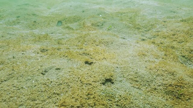 On sandy seabed, large colony of single-celled algae synthesizes oxygen concentrated it in form of multitude of tiny gas bubbles covering bottom and silvering in sunshine. Ecosistem of sandy shallows
