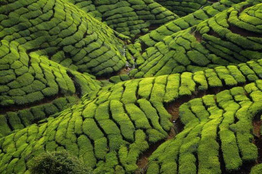 Rolling hills of tea plantation in cameron highlands