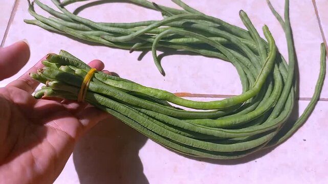 A bunch of fresh green long beans tied with a yellow rubber band on a floor tile. Organic yardlong beans, healthy raw vegetable, high protein ingredient for Asian cuisine.