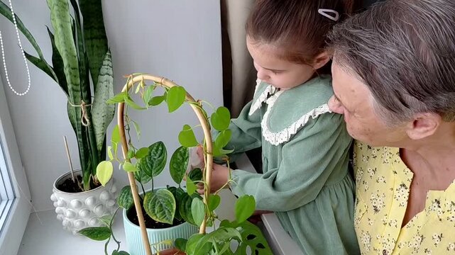 Cute child girl helping her grandmother to care for plants. Granny and her granddaughter engaging in gardening at home. Happy family in spring day.