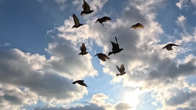 Large flock of dark birds bursts through dramatic white cumulus clouds in slow motion, scattering and spreading widely across the frame in energetic aerial formation.