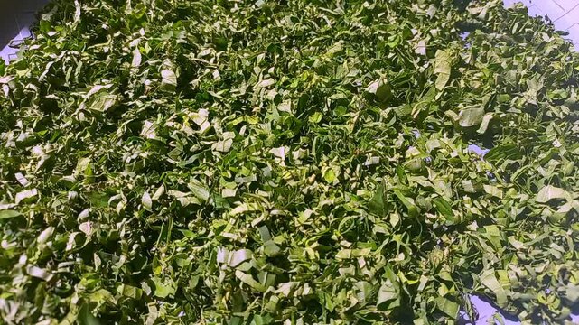 Top view of fresh chopped green lime leaves, perfectly sliced for cooking ingredients, herbal seasoning, or healthy food background. High-quality organic vegetable texture.