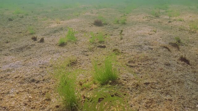 Sea Lettuce green algae, Ulva sways in water current, these small green seaweed islets grows among vast colony of unicellular algae synthesizing gas, tiny bubbles of which silvering in sunshine