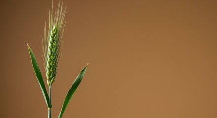 Obraz premium Single green ear of wheat standing against a brown backdrop with copy space for bakery logo design, organic flour packaging and artisanal bread branding