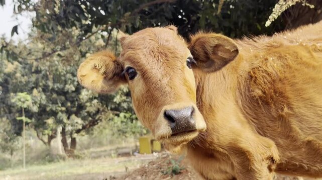 Close Up of Cute Brown Calf Standing in Rural Farm Garden, Young Cow Looking at Camera in Sunlight, Domestic Cattle Animal Portrait, Village Livestock and Agriculture Nature Stock Video Footage