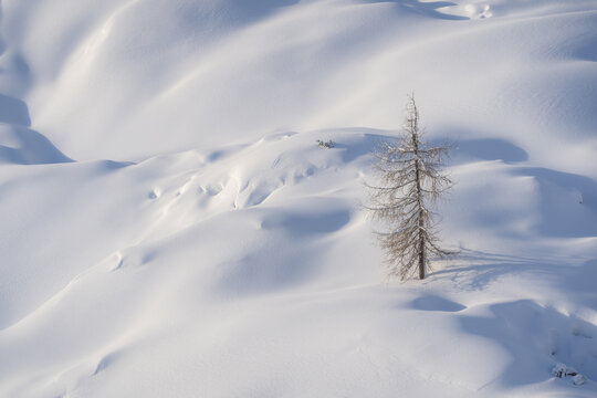 View of a solitary, gnarled tree standing amidst pristine, undulating snowdrifts under bright winter sun, Bohinjsko jezero, Radovljica, Slovenia.