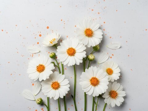 White daisies isolated on white background