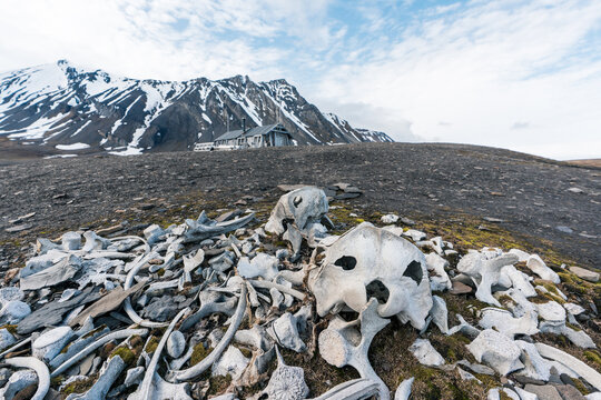 View of the historic Bamsebu hut with scattered whale bones in the foreground and snow-capped mountains under a cloudy sky Svalbard, Svalbard and Jan Mayen.