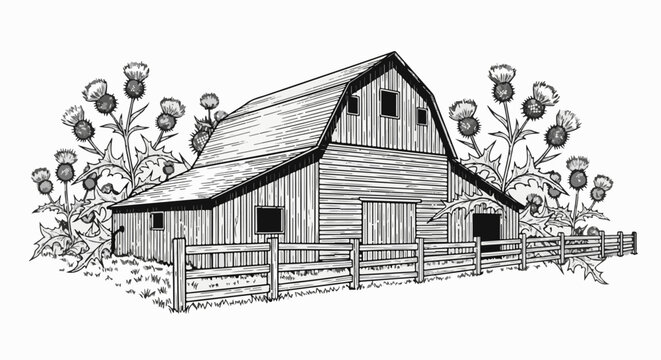 A detailed line drawing of a rustic barn with thistles and a wooden fence