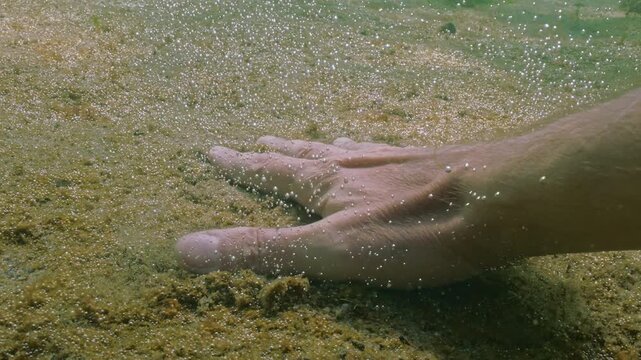 Man's hand presses into sandy seabed, demonstrating thin layer of golden-brown colony of gas-producing microalgae silvering in sun, fragments of single-celled algae colony floats up with gas bubbles