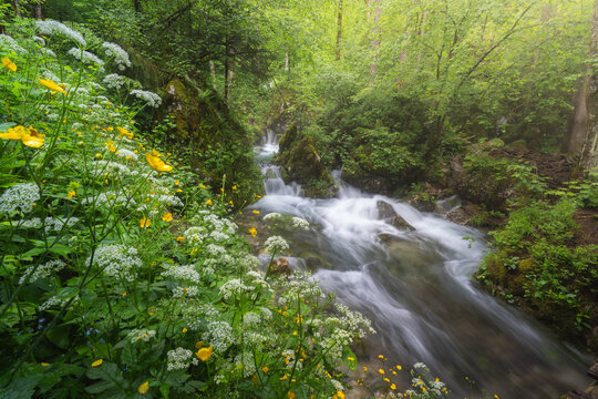 View of a serene forest scene with a dynamic, blurred stream flowing past a lush bank adorned with delicate white and bright yellow wildflowers, Stahovica, Kamnik, Slovenia.