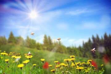 Obraz premium Nature background with blossoming dandelions . Dandelions flowers blossoms with flying bees in spring forest in sunlight