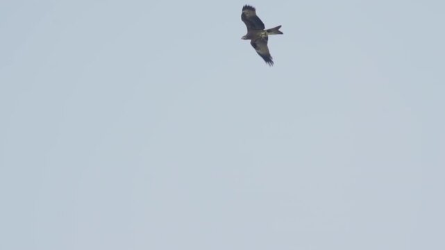 Majestic black kite gracefully soaring through the pale sky, its wings spread wide as it glides on the wind, showcasing the beauty of wild birds of prey in their natural habitat