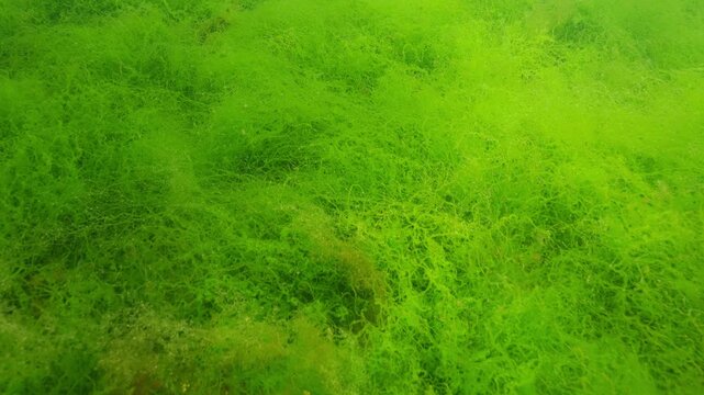 Close-up of dense thickets of thin green algae of Goutweed Ulva swaying in current of water under bright sunlight with sun glare. Underwater scene of shallows in sunny day.