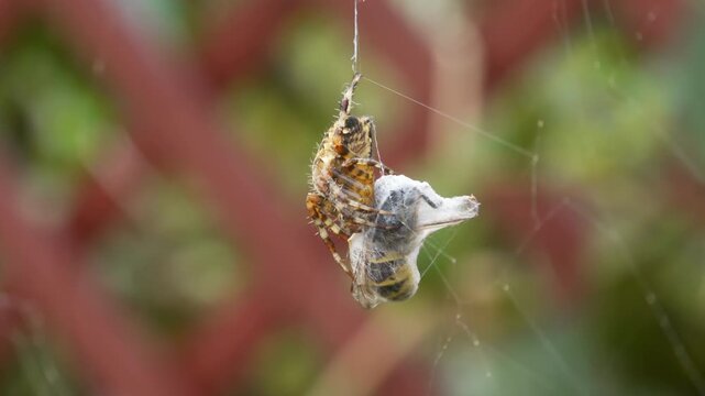 Spider eating a caught wasp on its web close up stock footage