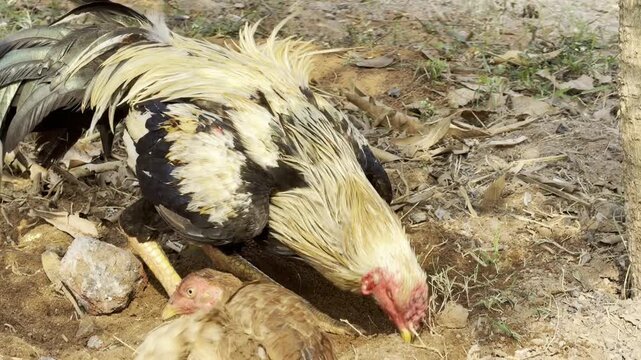 Close Up of Village Rooster and Hen Pecking Food on Dry Soil, Free Range Country Chickens Feeding Outdoors in Rural Farmyard, Poultry Farming and Agriculture Stock Video Footage
