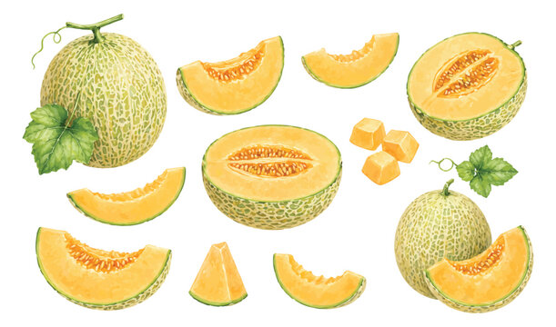 Watercolor melon illustration set featuring whole, sliced, and seeded melon pieces with fresh leaves on a clean white background. Soft, refreshing tones perfect for food or menu design assets.