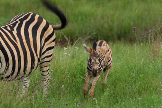 View of a dynamic scene with a playful zebra foal running through vibrant green grass and an adult zebra's striking black and white stripes, Kruger Park, South Africa.