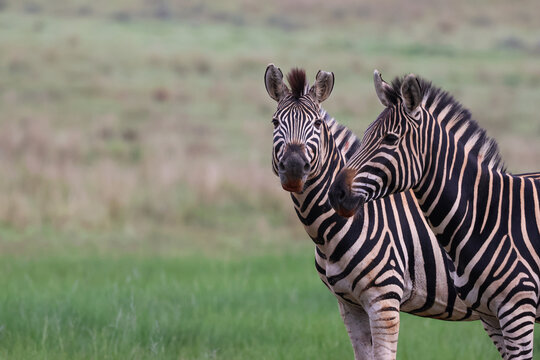 View of two striking zebras with their bold black and white stripes standing alert against a soft, verdant green grassland, Kruger Park, South Africa.
