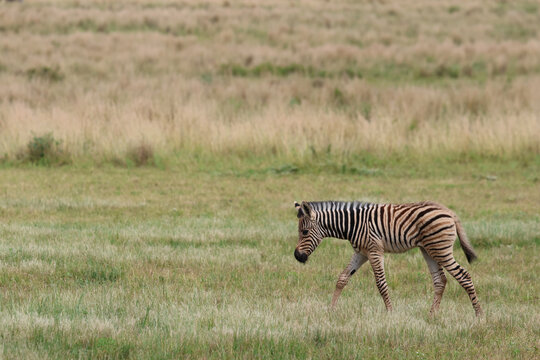 View of a solitary young zebra with striking black and white stripes walking through a vast grassland with vibrant green and golden hues, Kruger Park, South Africa.