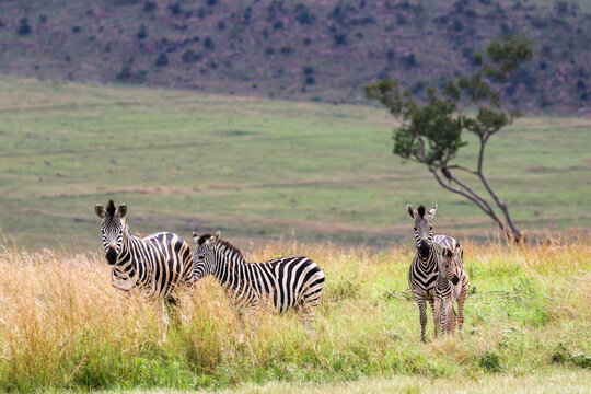 View of three strikingly striped zebras standing alertly in tall golden and green savanna grass, with a lone tree and hazy hills, Kruger Park, South Africa.