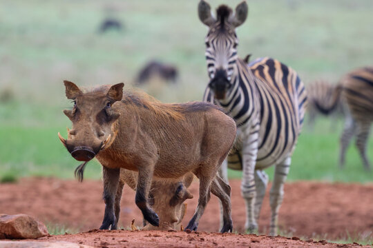 View of a bristly warthog with prominent tusks standing on rich red earth, while a strikingly striped zebra gazes from the soft green background, Kruger Park, South Africa.