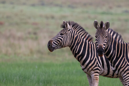 View of two majestic zebras standing with their striking black and white stripes contrasting against the soft, vibrant green plains, Kruger Park, South Africa.
