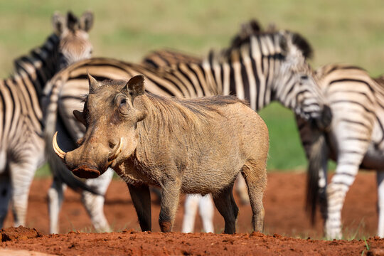 View of a rugged warthog with prominent tusks standing firmly on vibrant reddish-brown earth, while striped zebras blur in the soft background, Kruger Park, South Africa.