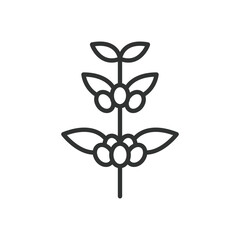 Fototapeta premium Coffee plant berries icon in line design. coffee cherries plant growth agriculture on white background vector. coffee plant editable stroke icon