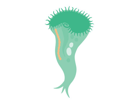 Hand Drawn Stentor Protozoa