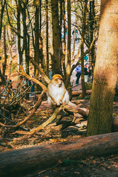 Barbary macaque foraging on forest floor in Alsace wildlife reserve at Montagne des Singes
