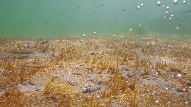 Sandy seabed covered by colonial microalgae releases gas bubbles into water which brilliants in sunshine, school of Silversides Atherina, Big-scale sand smelt (Atherina boyeri) swims above sea bottom